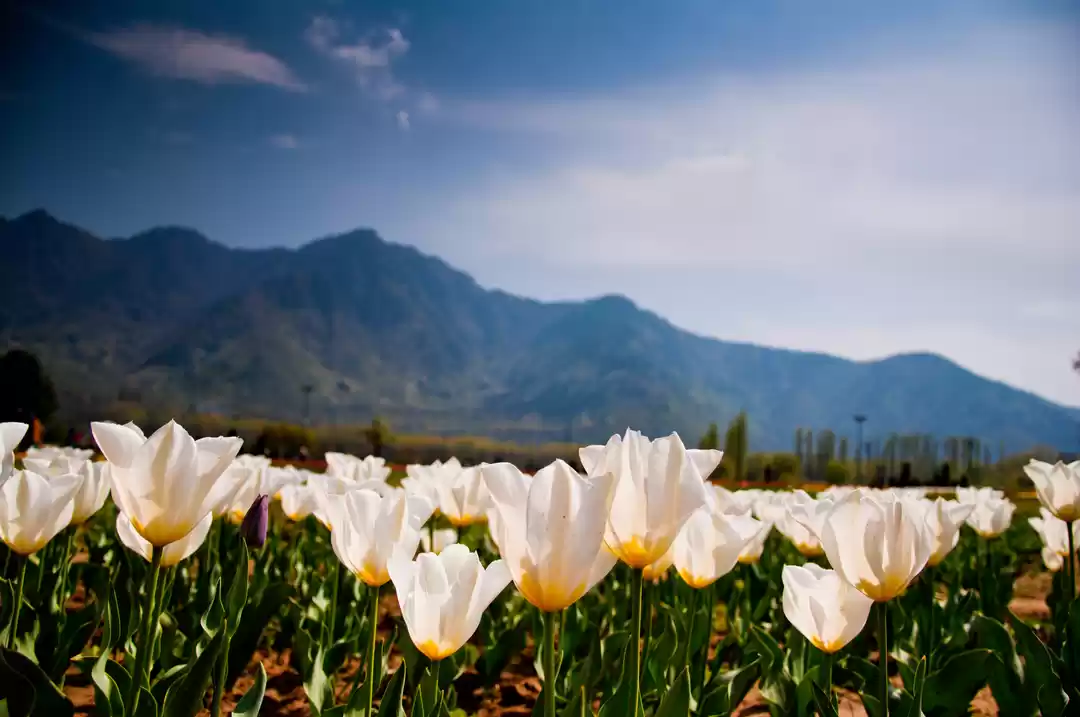 Photo of Of Colours And Bloom