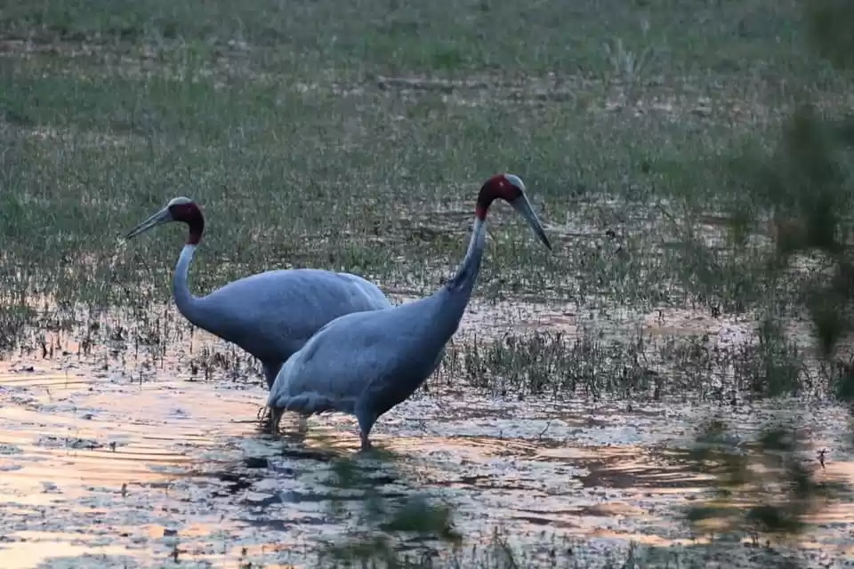 Photo of Bird watching trek i
