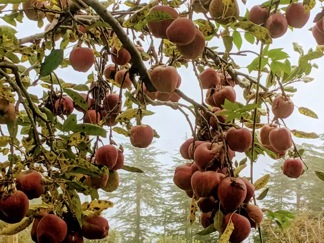 Photo of A beguiling Journey