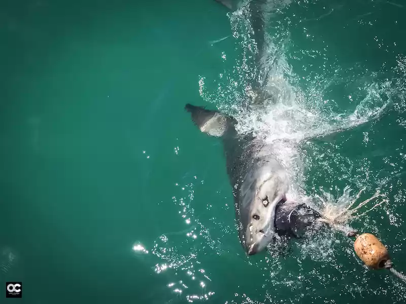 Photo of Shark Diving Cape To
