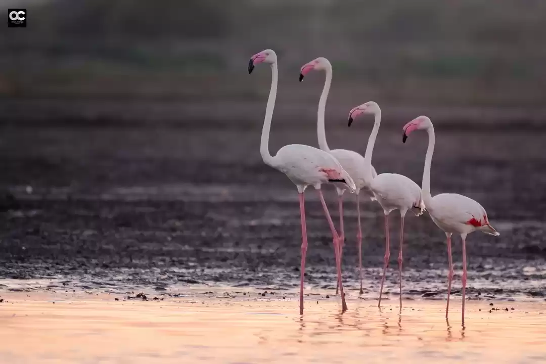 Photo of Bhigwan Bird Sanctua