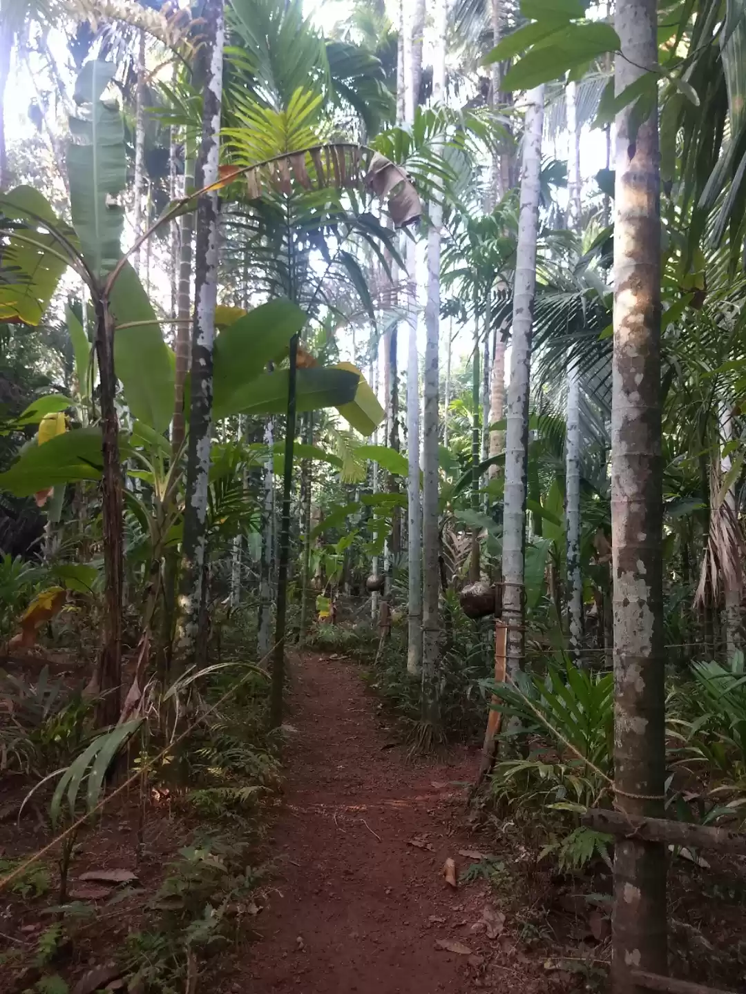 Photo of A tropical treasure 