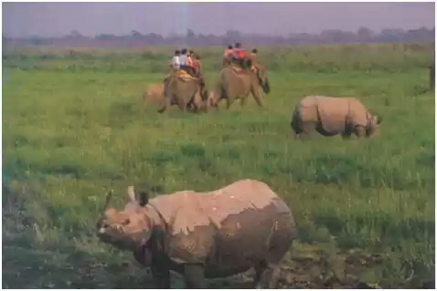 Photo of KAZIRANGA NATIONAL P