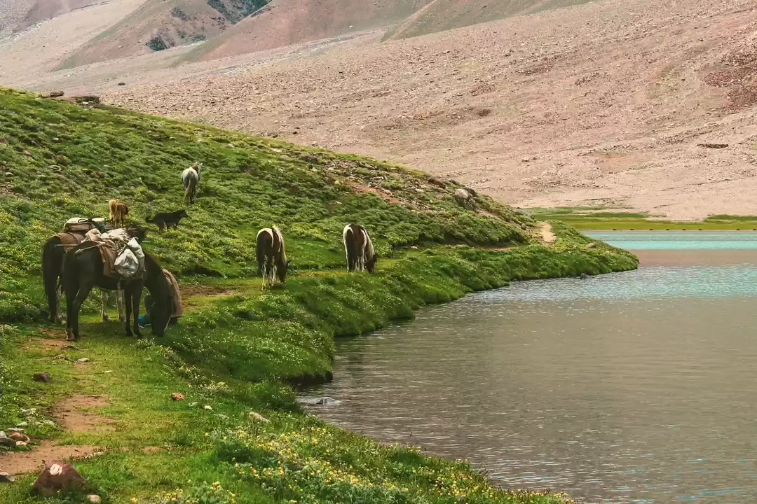 Photo of Chandratal : Where T