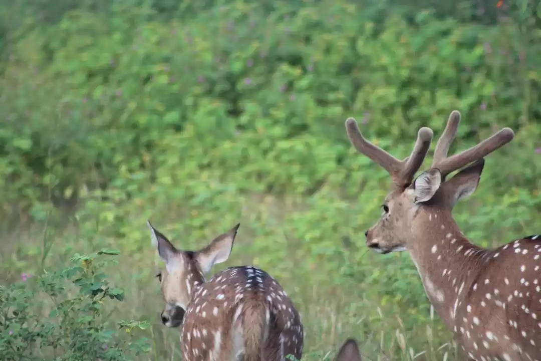 Photo of Wildlife tour across