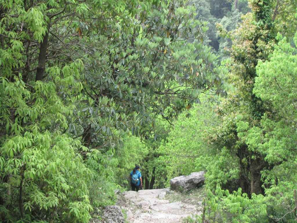 Forest trail for guided hiking near Kareri
