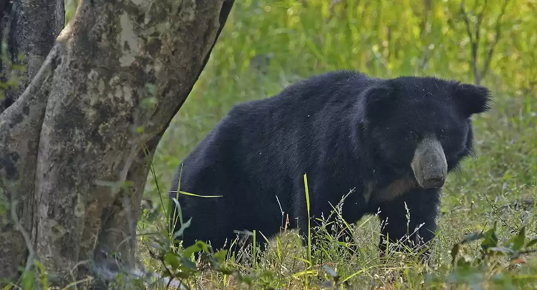 Photo of Wildlife Photographe