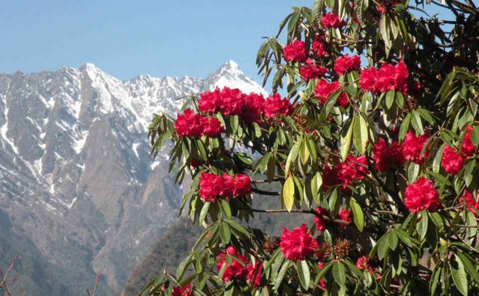 Where to see the beautiful Rhododendrons bloom this season - Tripoto