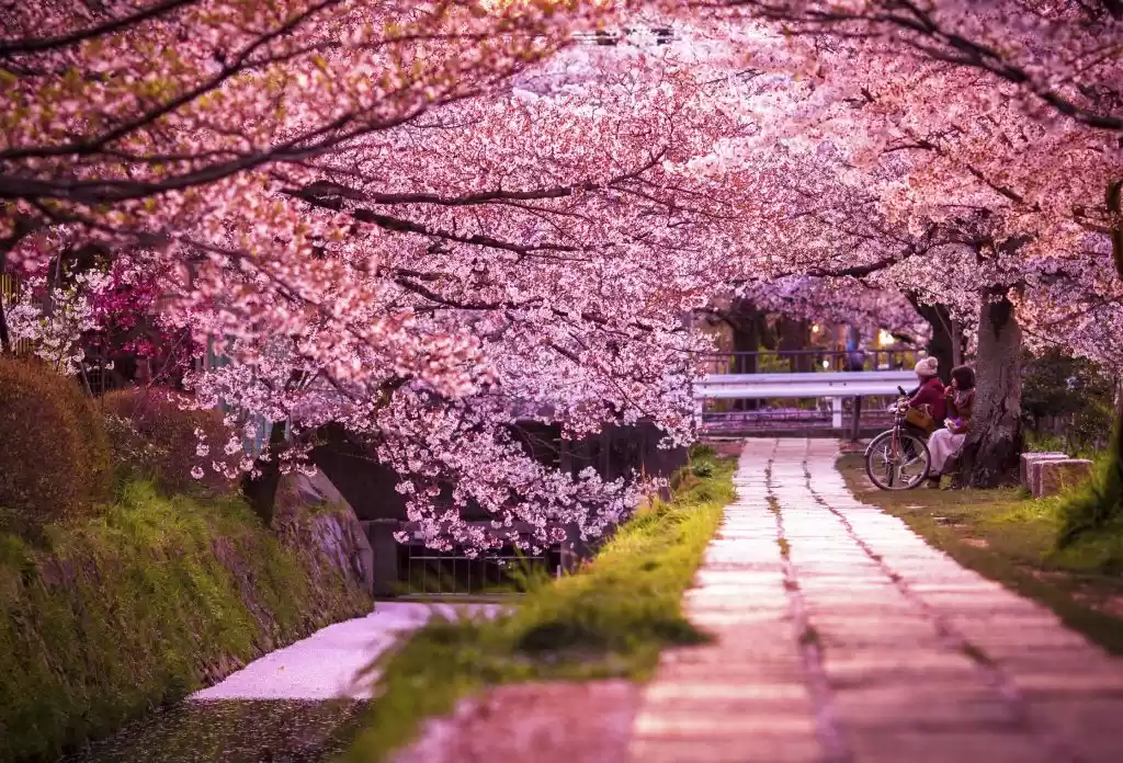 Photo of Japan's Cherry Bloss
