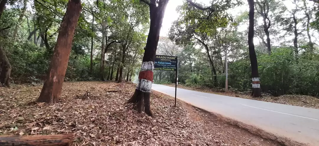 Photo of Kaadumane homestay: 