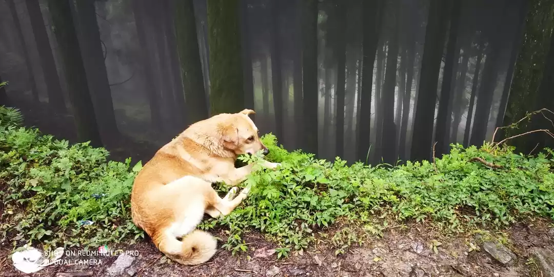 Photo of Lava Diary (Lava Lol