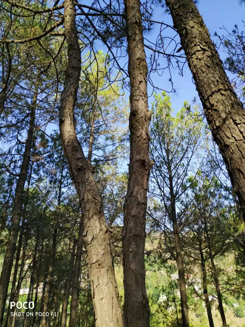 Photo of Kasauli delight @ ho