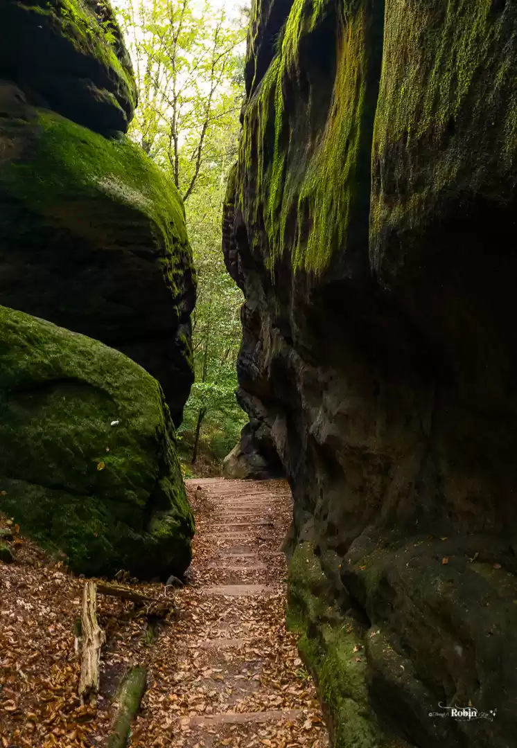 Photo of Craving A Wild Europ