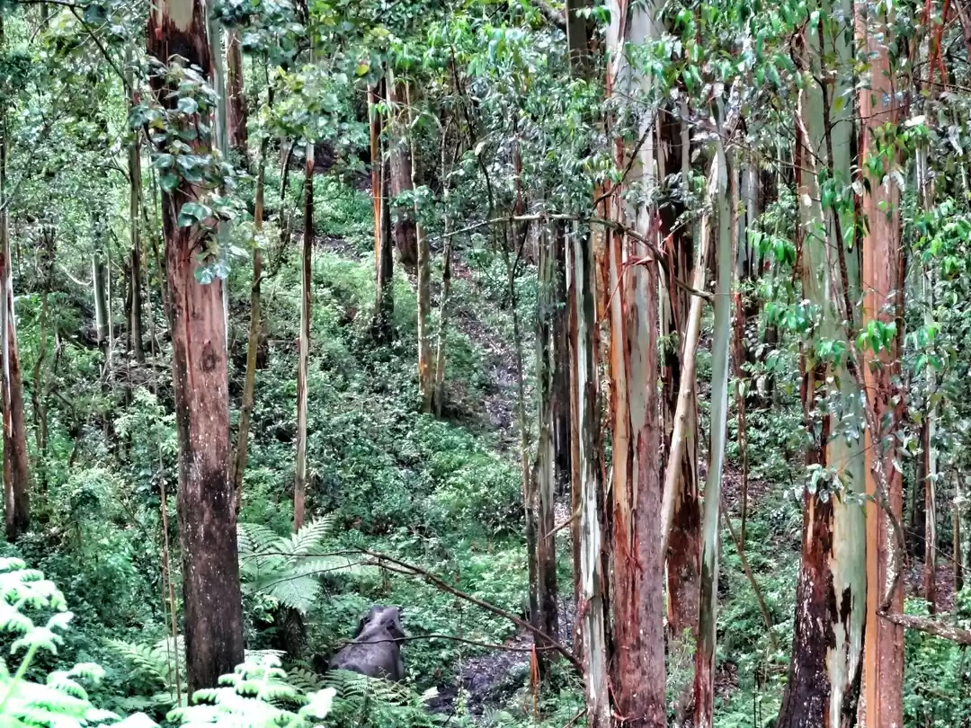 Photo of Mattupetty Dam