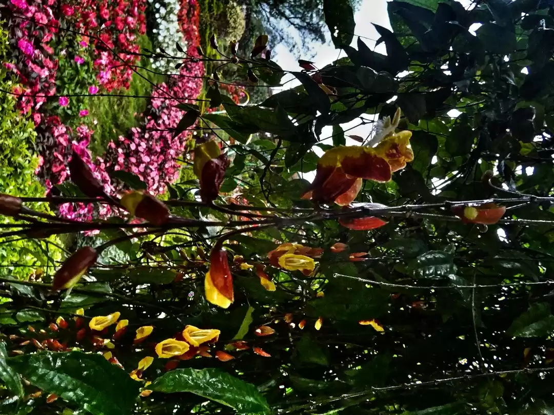 Photo of Rose Garden Munnar