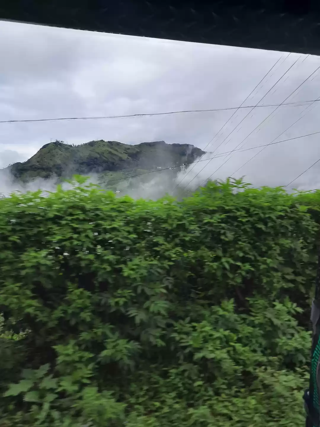 Photo of Tea Plantation