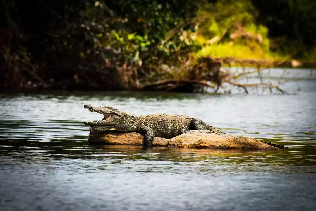 Photo of Hunting mood Crocodi