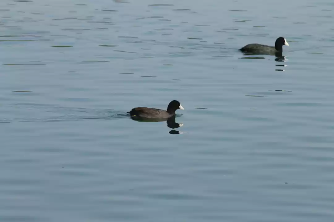 Photo of Asan Wetlands - Utta