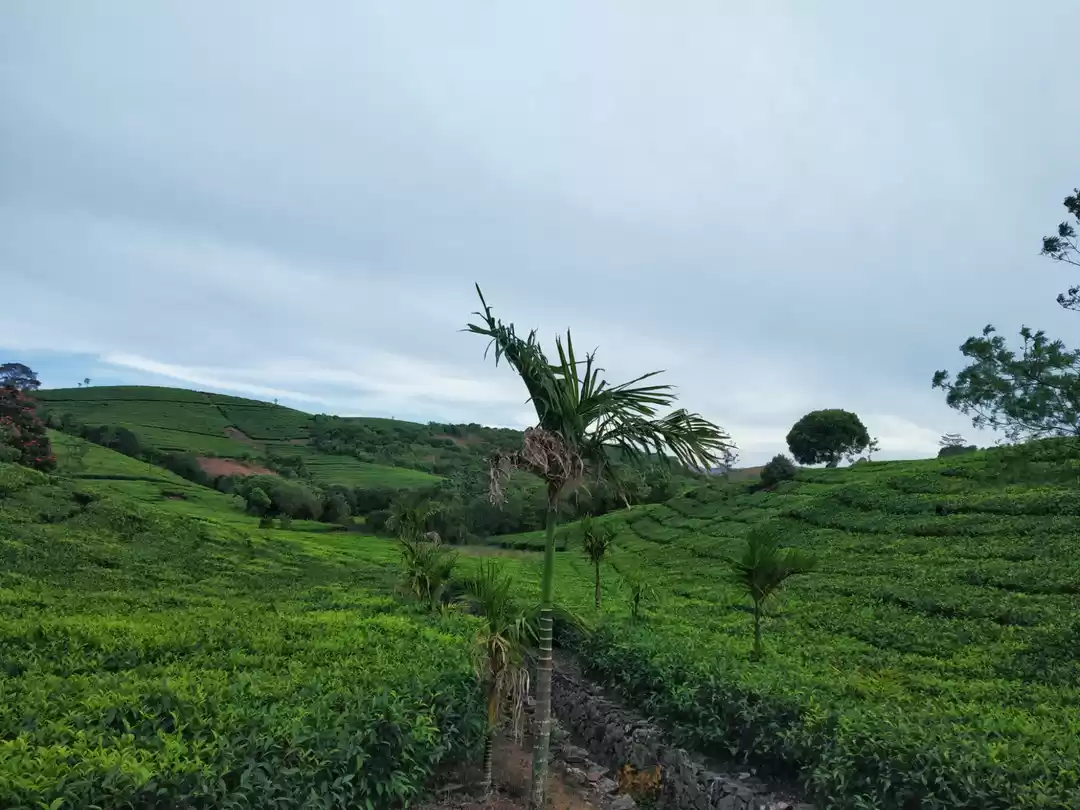 Photo of Vagamon- isolated pa