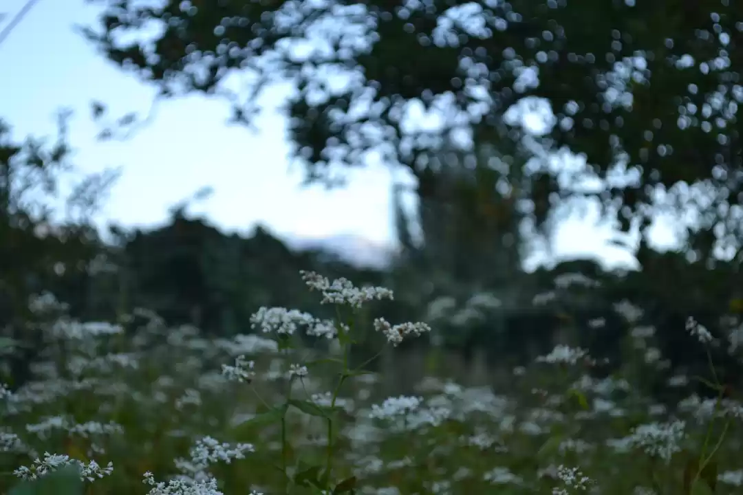 Photo of Offbeat Himachal : W