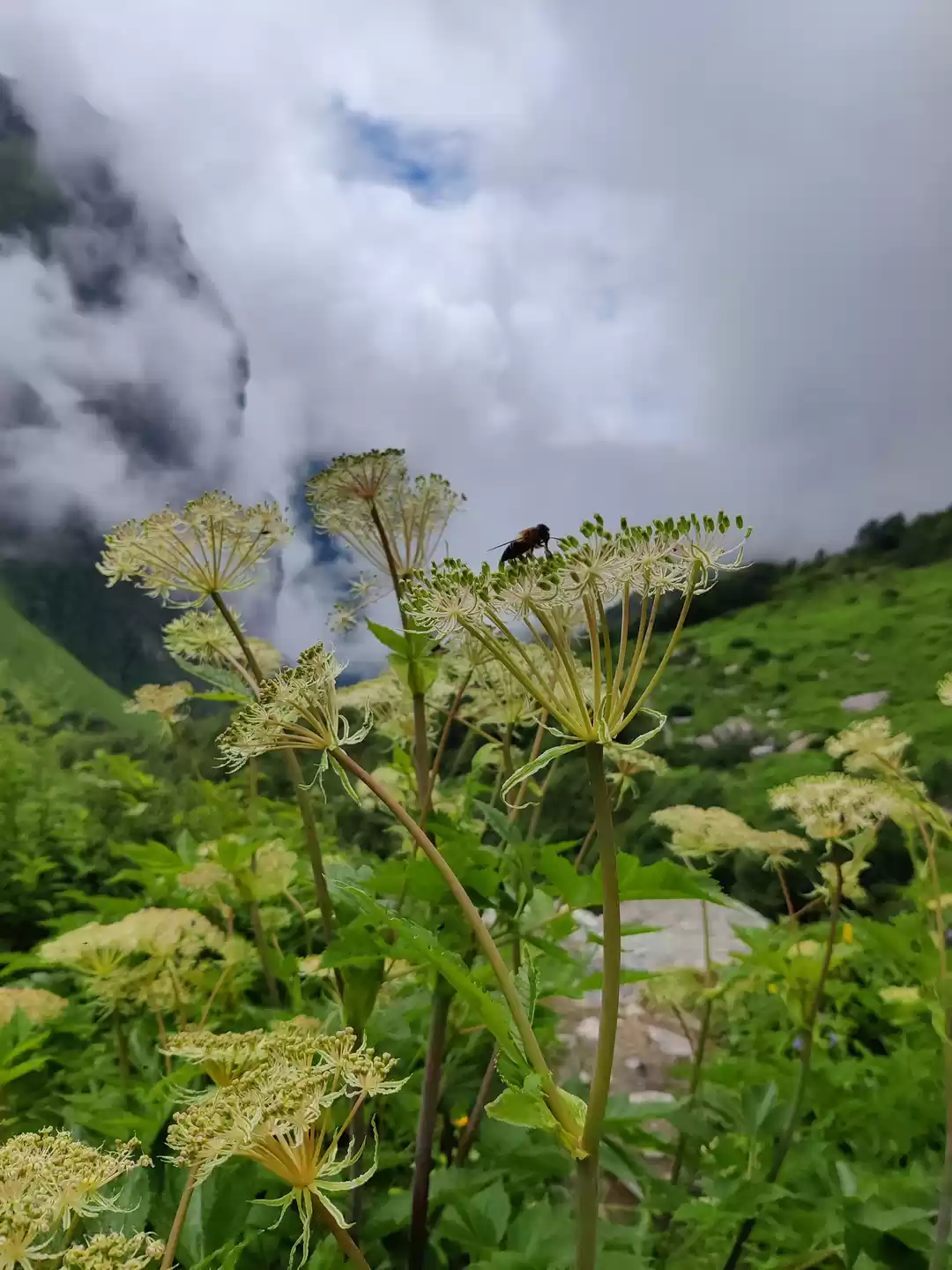 Photo of Valley of flowers an
