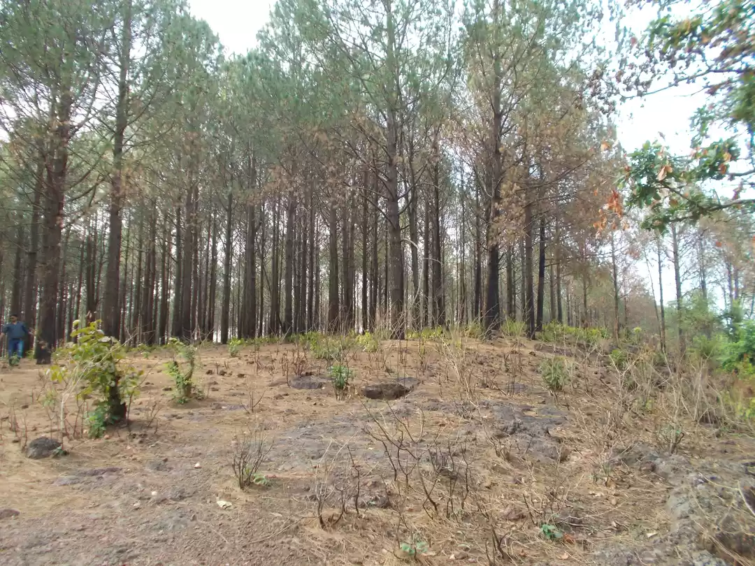 Photo of Weak end Outing to t