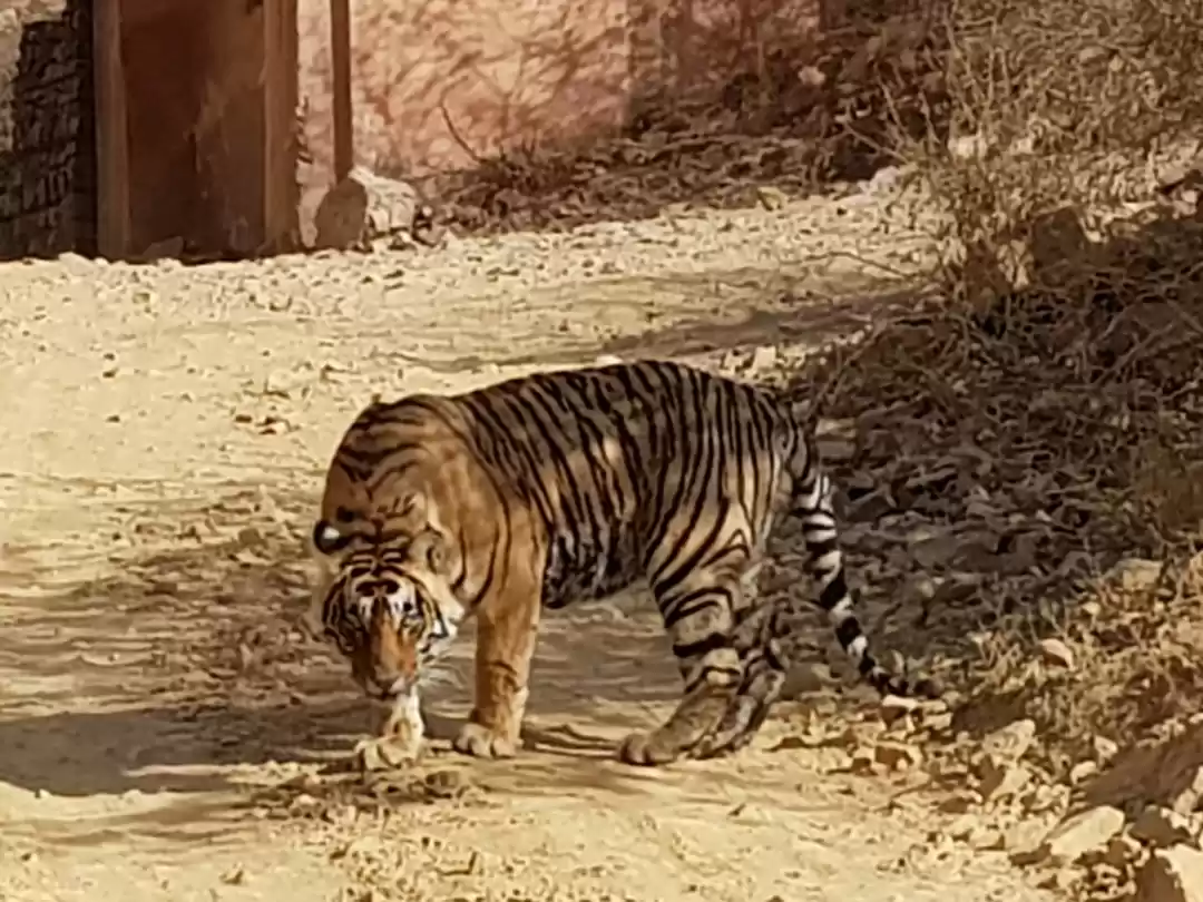 Photo of Meeting 4 tigers ove