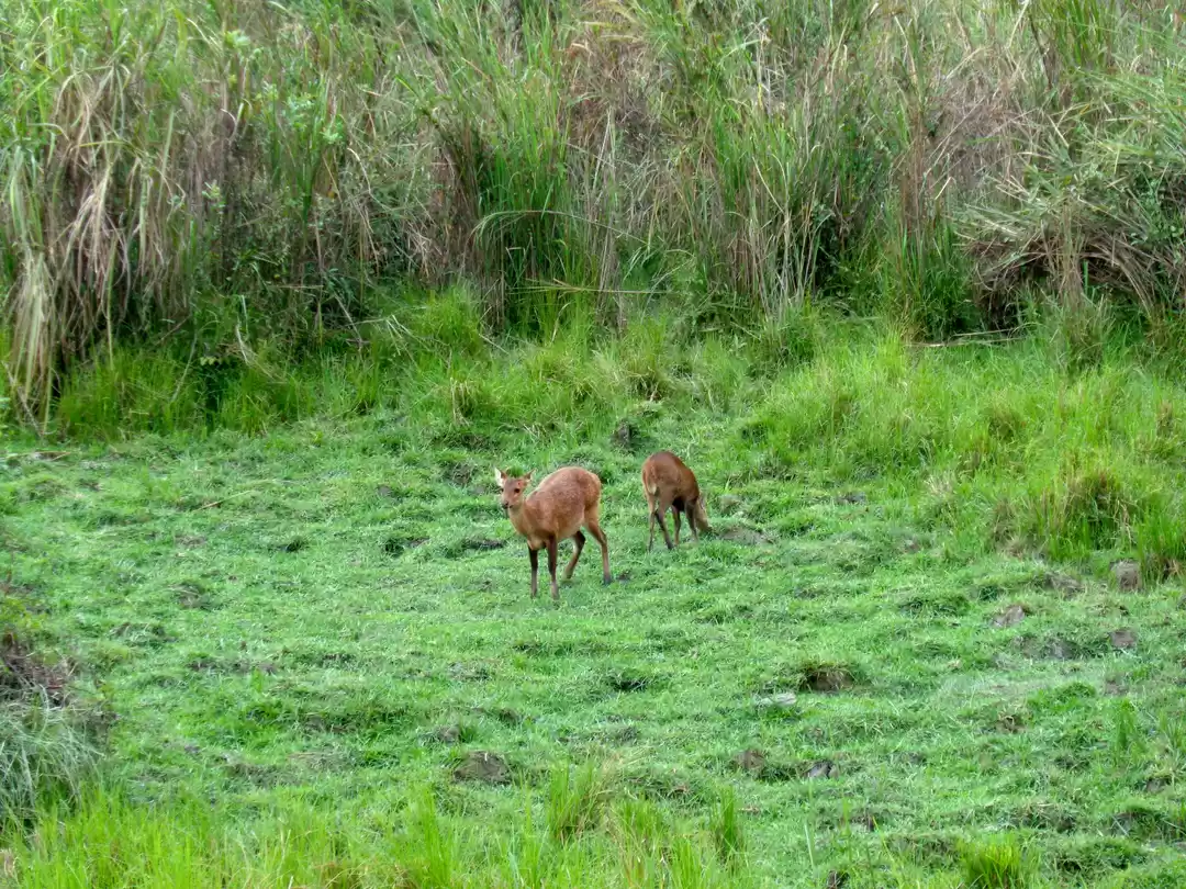 Photo of Emerald Green Beauty