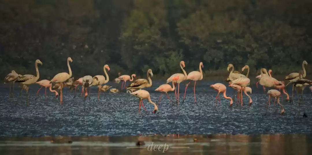 Photo of Flamingos : Thane cr