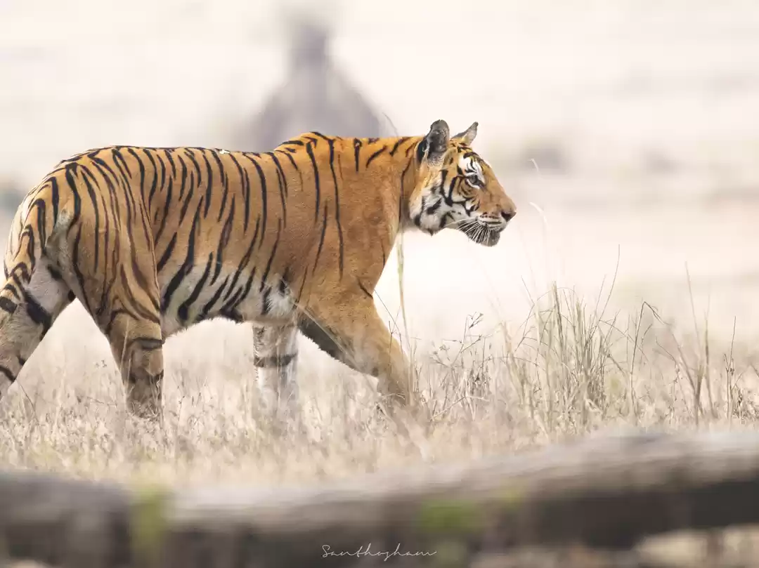 Photo of Majestic Kanha