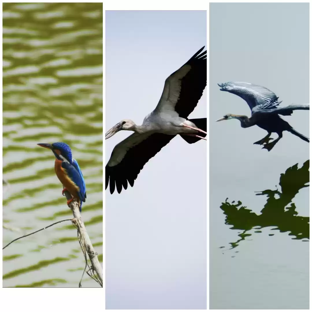 Photo of Vedanthangal- a home