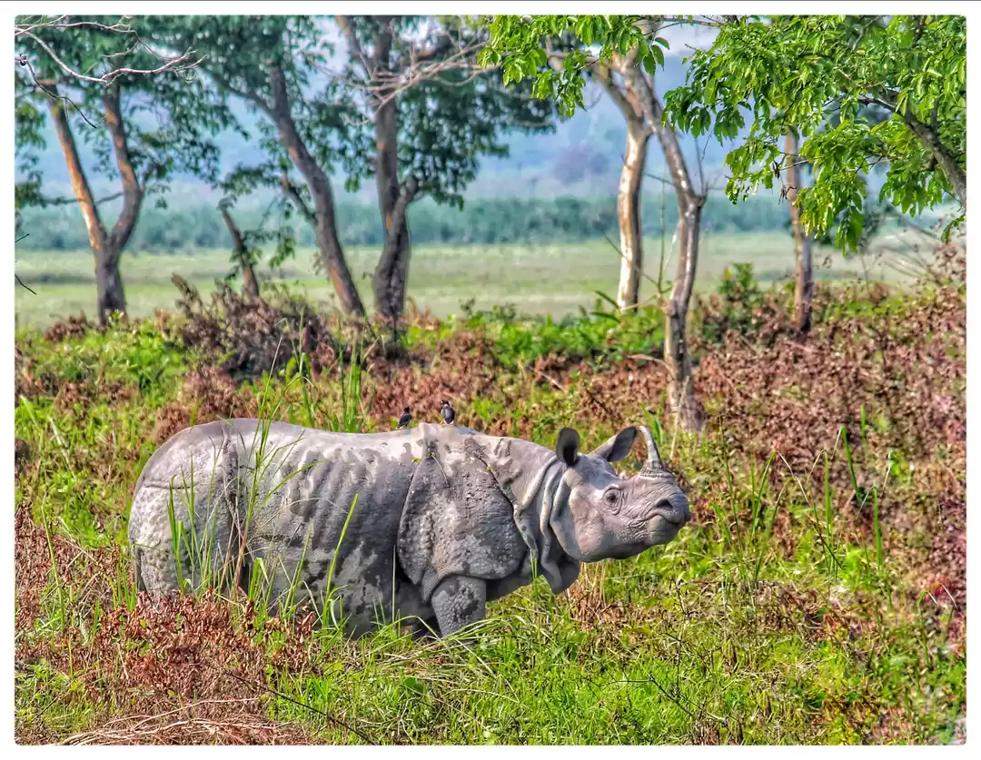 Photo of One Horned Rhino.