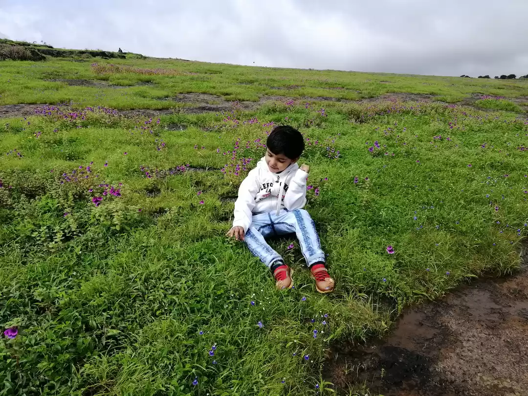 Photo of Valley Of Flowers, K