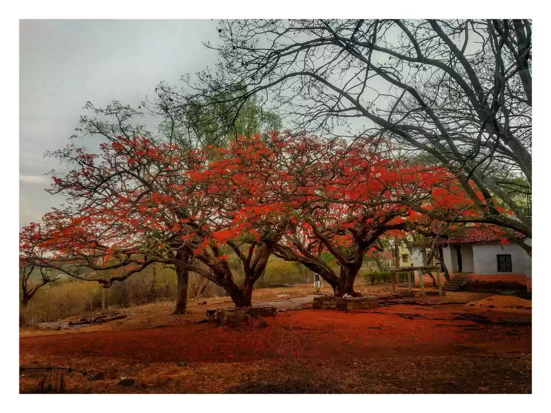 Photo of Experience Red in Ho