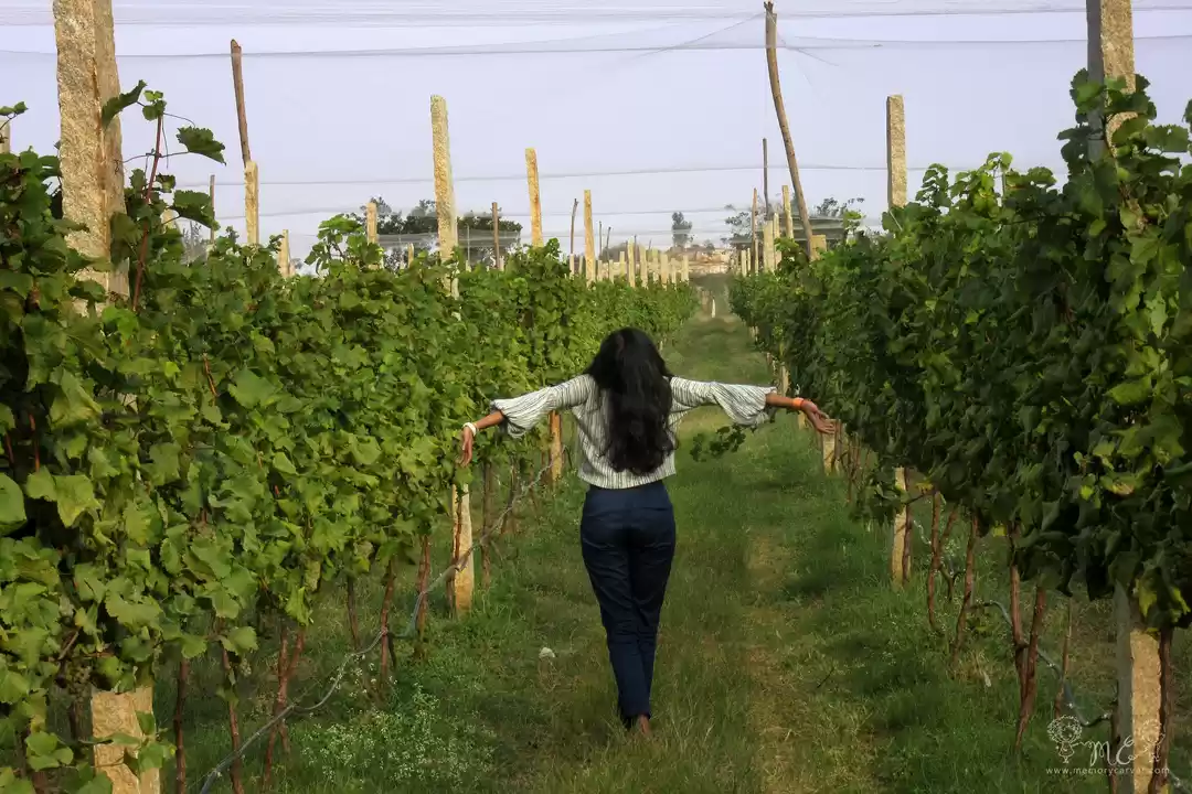 Photo of On a trail to unveil