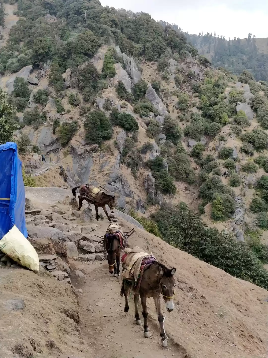 Photo of From Mcleodganj to T