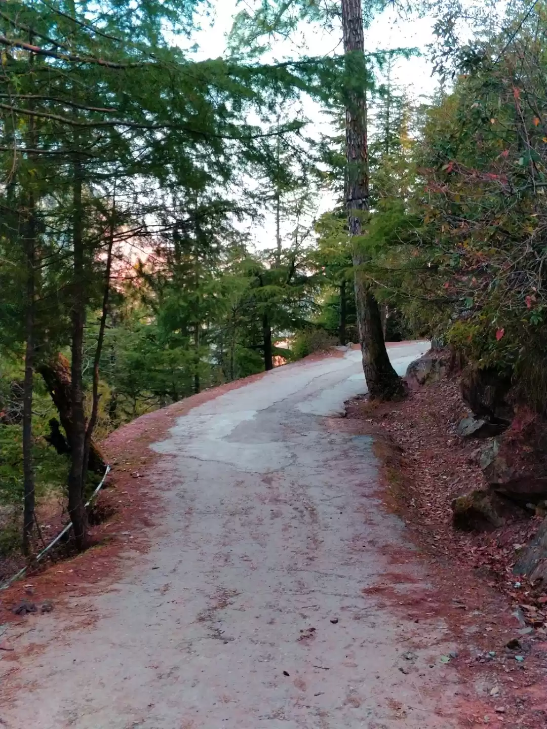 Photo of Roads are Nature's C