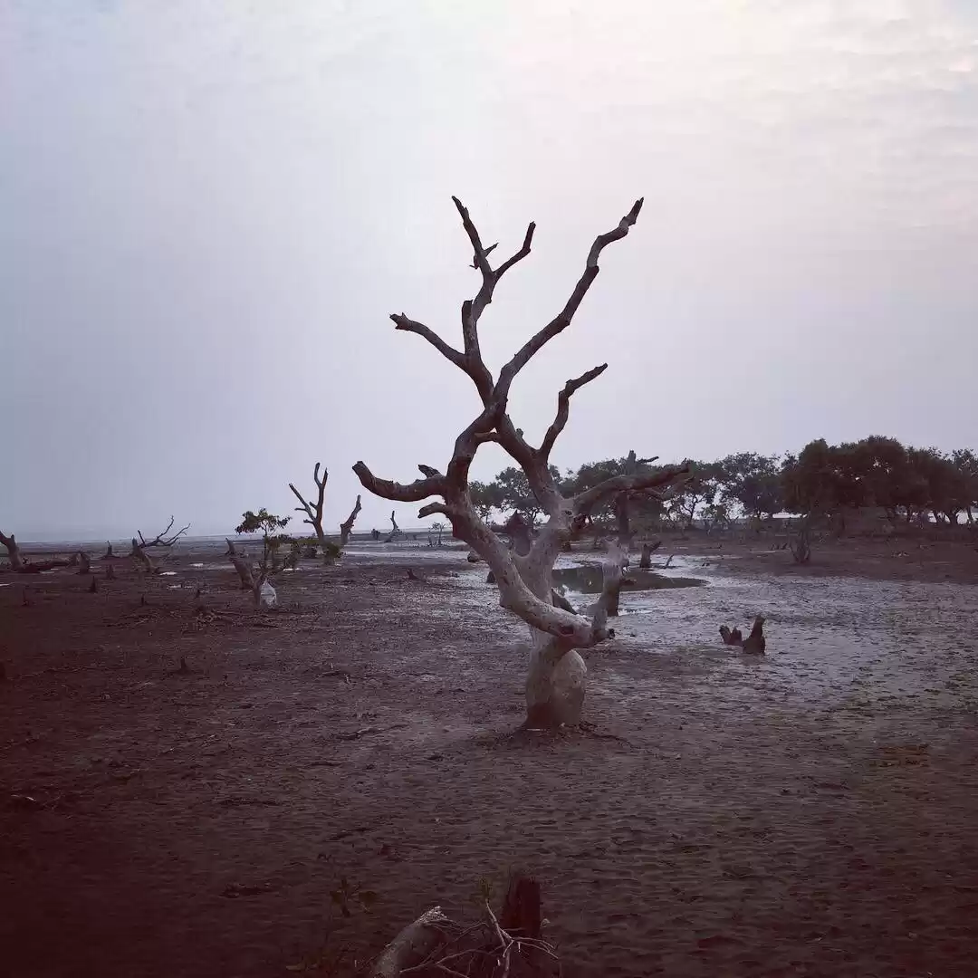 Photo of Bichitrapur - Taste