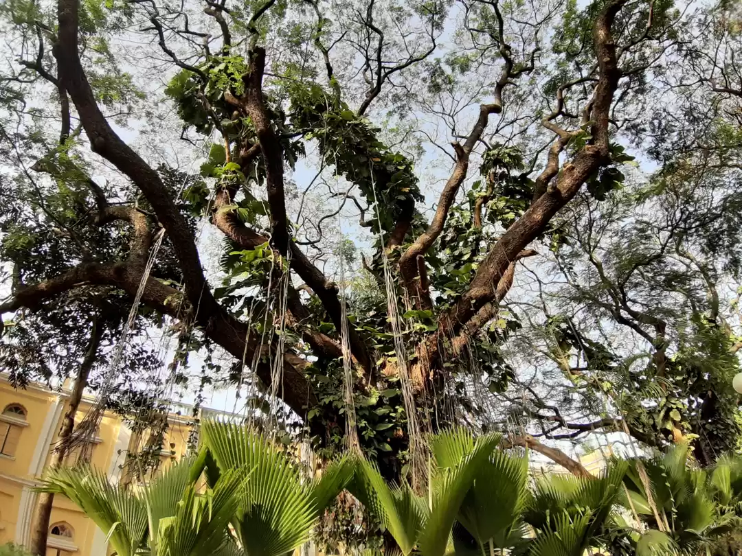 Photo of A day in Mysore #Inc