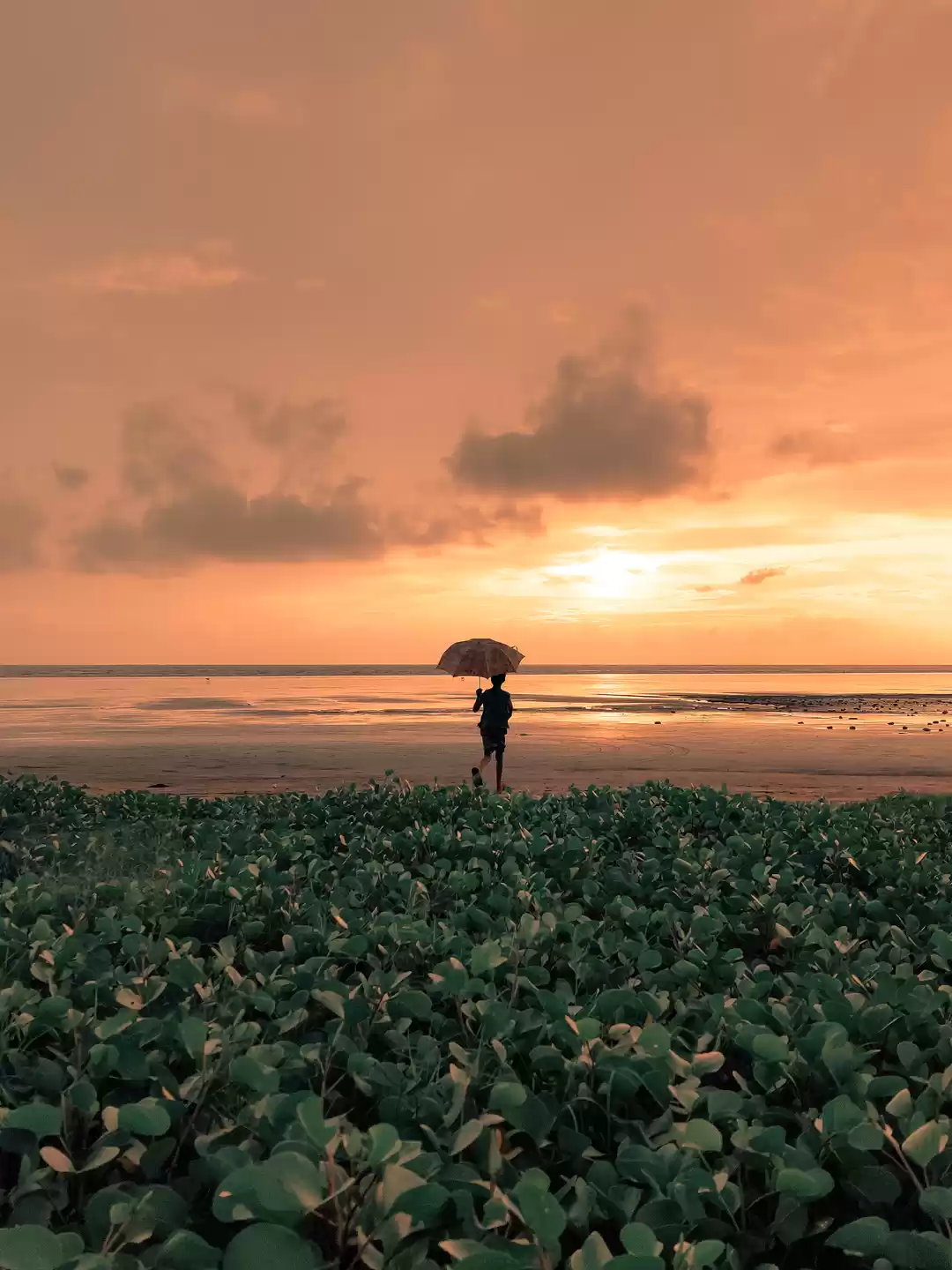 Photo of Monsoon and Its Perk