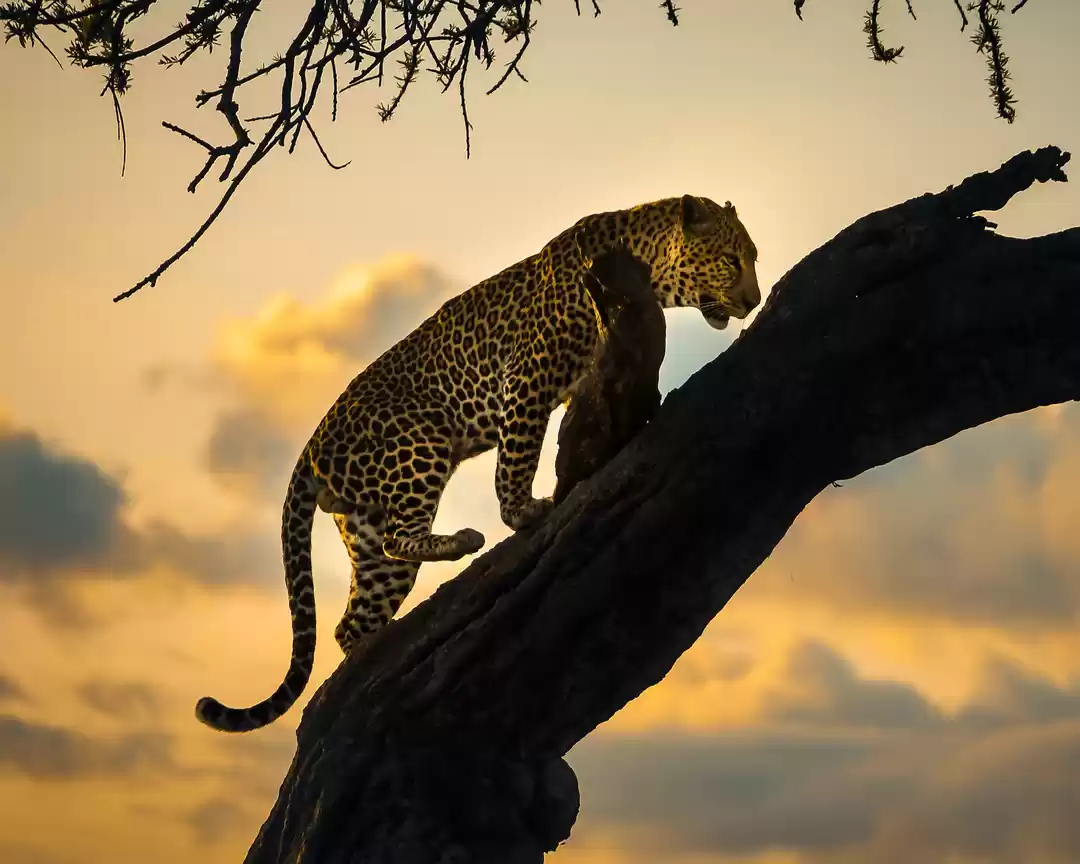 Photo of 6 Ways to Bring Trav