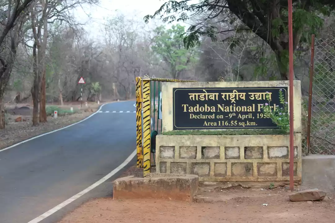Photo of Tadoba: The jewel of