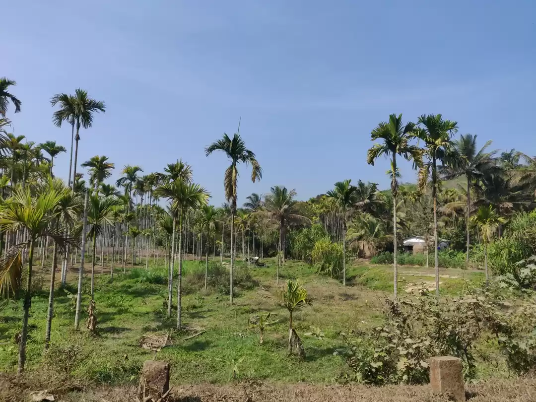 Photo of Weekend Getaway: Pea