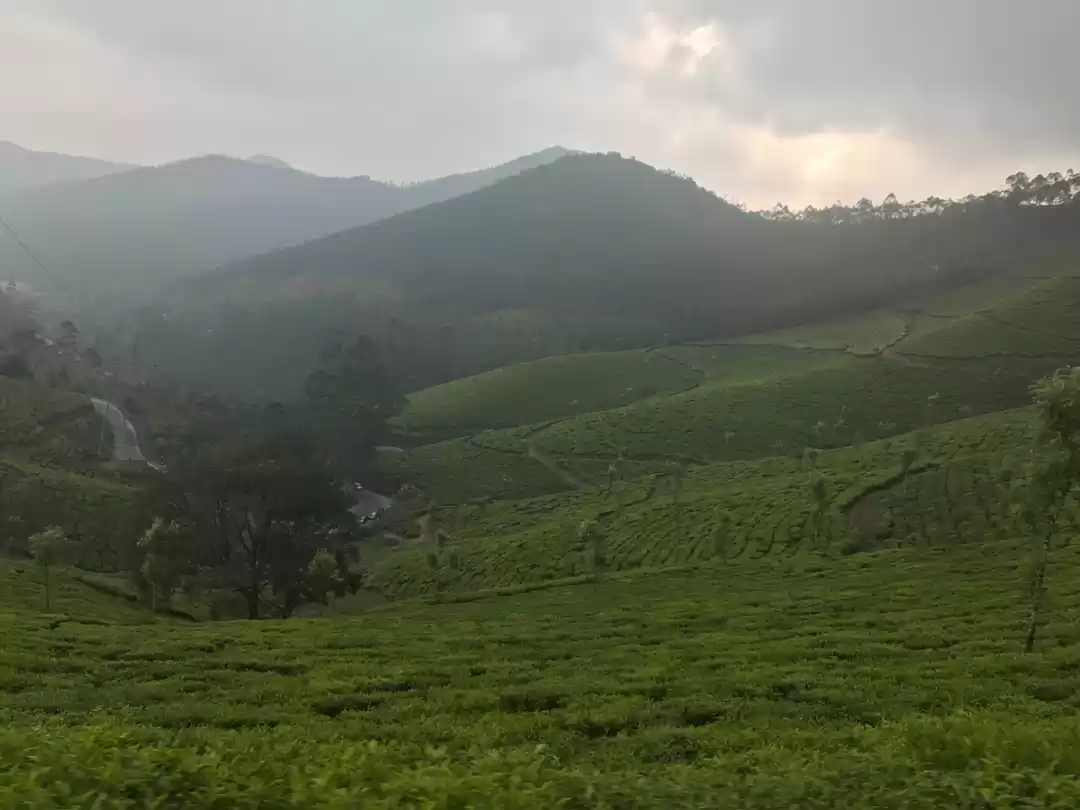 Photo of Mesmerizing Munnar!