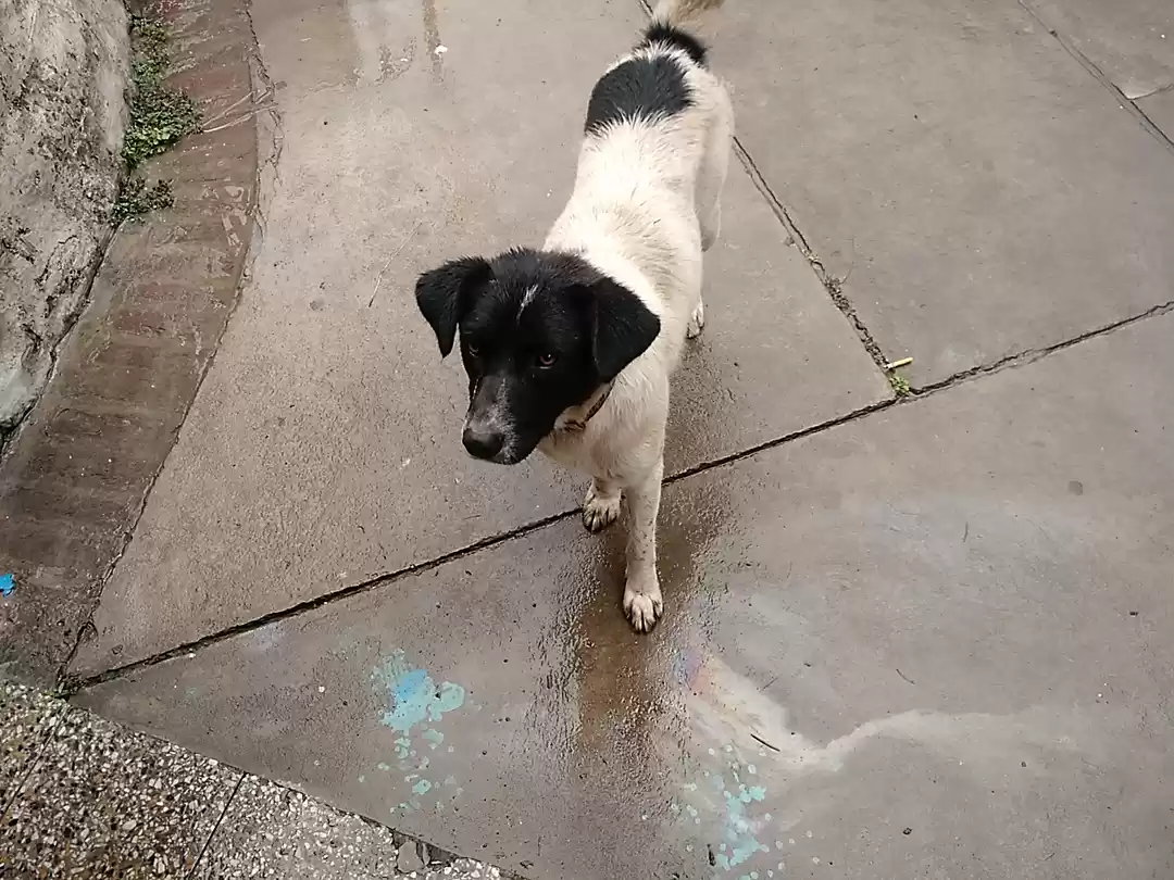 Photo of Postcards from Barog