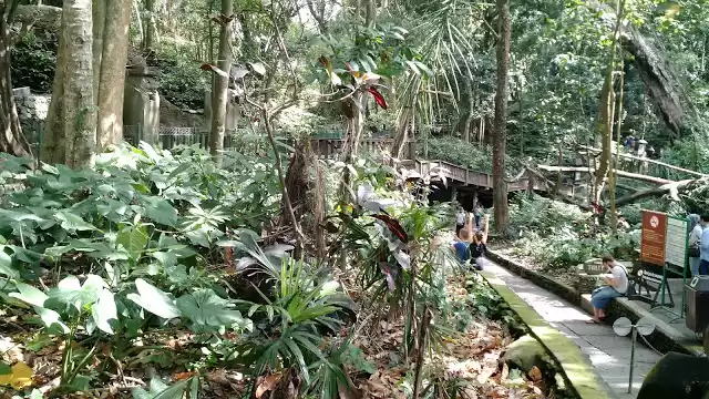 Photo of The sacred monkey fo