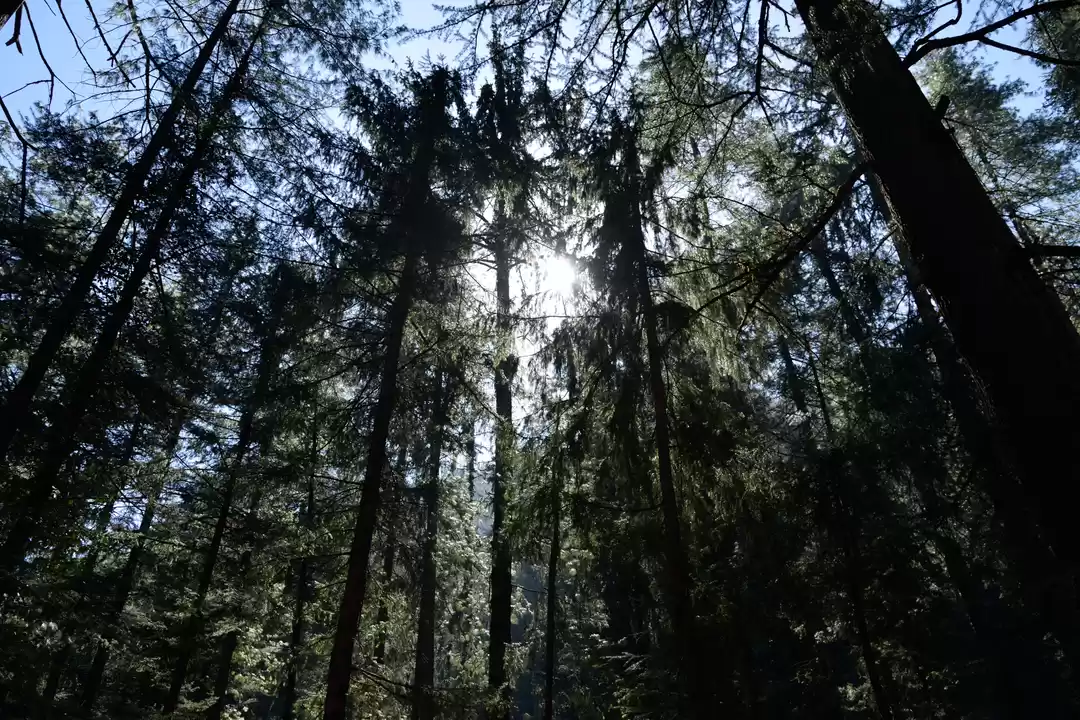 Photo of Mashobra- The Marvel