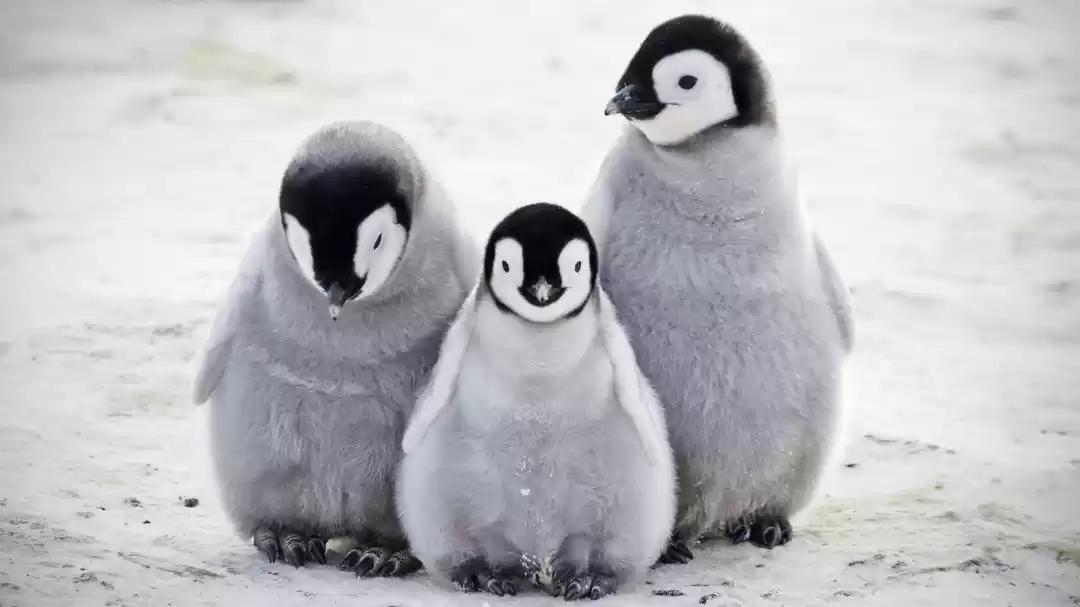 Photo of Want To See Penguins