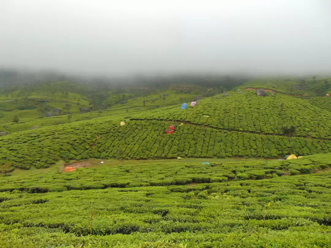 Photo of Kerala Diaries - A T