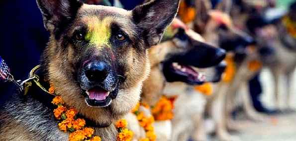 kukur tihar festival in nepal: A Nepalese Festival That Honours Dogs -  Tripoto